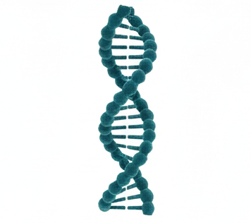 DNA Helix Model