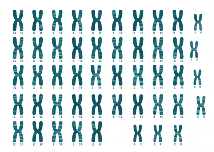 Normal Karyotype